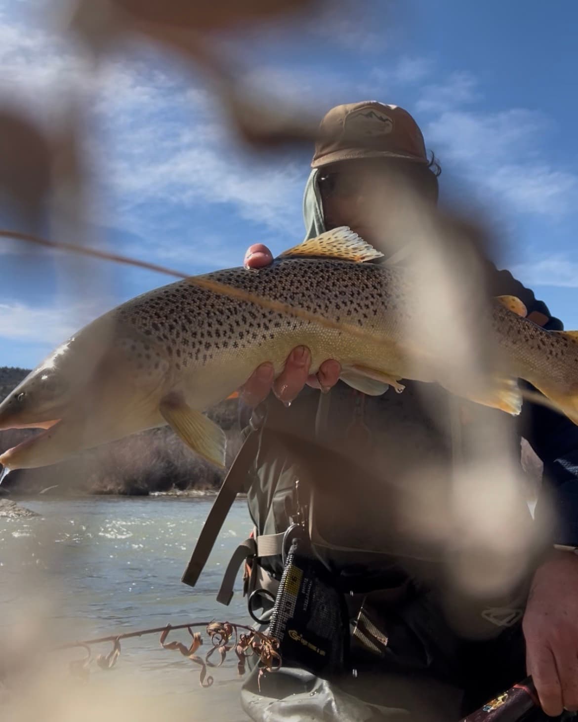 An angler in waders holding a large brown trout over the San Juan River, framed by blurred willow branches under a blue sky