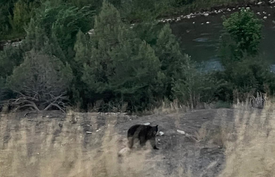 Animas Is Dropping Back After the Rain Surge, Animas River
