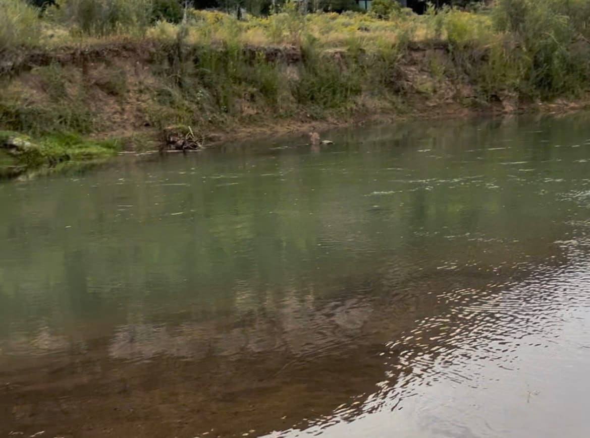 Oxbow Nature Preserve - Animas River, Animas River